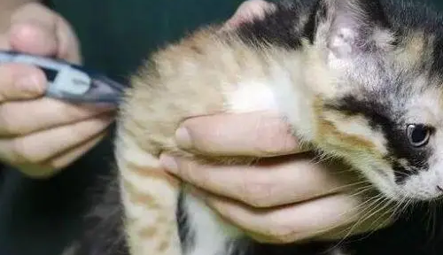猫咪感冒可以自己痊愈吗