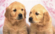 犬胃扭转的诊断与治疗