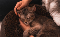 两个半月的猫咪多少斤算正常