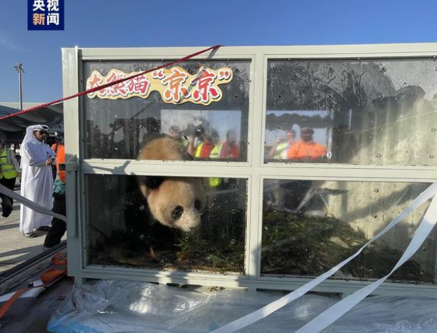 中东首对！两只中国大熊猫抵达卡塔尔首都多哈