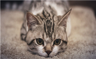 猫咪鼻子上面湿漉漉的正常吗