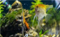 矿泉水可以养鱼吗