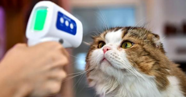 猫得了冠状病毒是什么症状