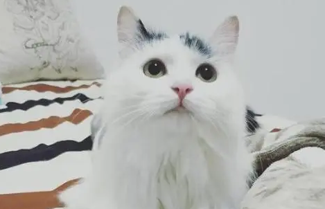 猫不听话可以打吗