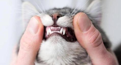 猫咪什么时候换牙 猫咪什么时候换牙