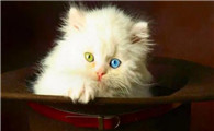 奶猫不拉屎肚子特别鼓