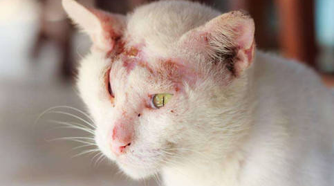猫在怀孕期有癣怎么办
