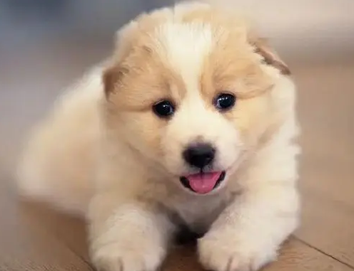 幼犬可以吃蛋黄吗