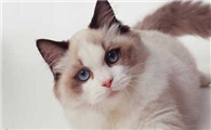 猫三联多打了一次有什么副作用