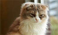 刚出生的猫咪几天睁眼睛