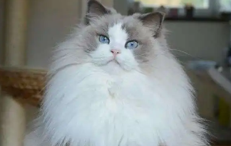 猫适合的室温是多少度