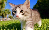 猫长猫藓怎么办