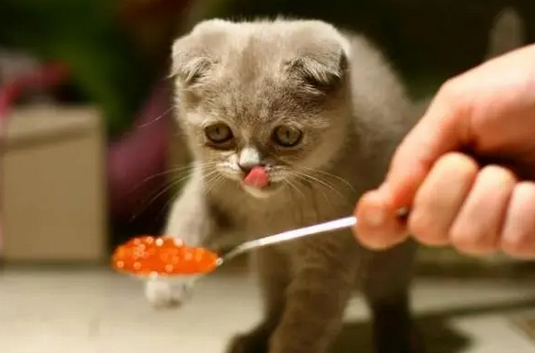 猫罐头可以放冰箱冷藏吗多久