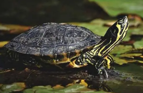 黄耳龟是深水龟吗