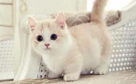猫咪睡觉为什么卷成团?一般有这两种原因哦-宠物网