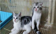 猫得了猫鼻支不吃东西怎么办