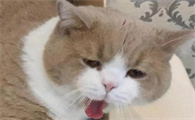 猫吐食物是什么原因怎么回事