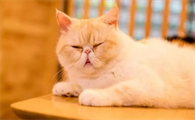 小猫30度的天气要给它开空调没
