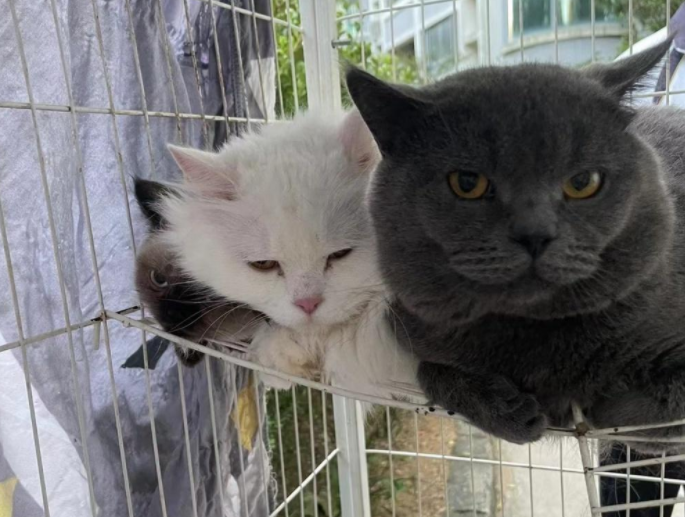 两女孩收养40多只流浪猫，耗尽积蓄不后悔！对于年轻人养宠，大家有话说