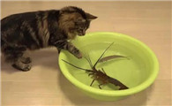猫能吃虾吗一次能吃多少啊？
