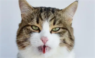 猫热的时候会吐舌头喘气吗为什么