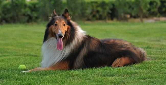 科普小知识：苏牧犬品相怎么看？纯不纯？