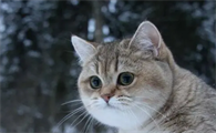 去除猫身上虱子的最好的药是哪一种