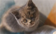 猫咪忽然特别黏人怎么回事