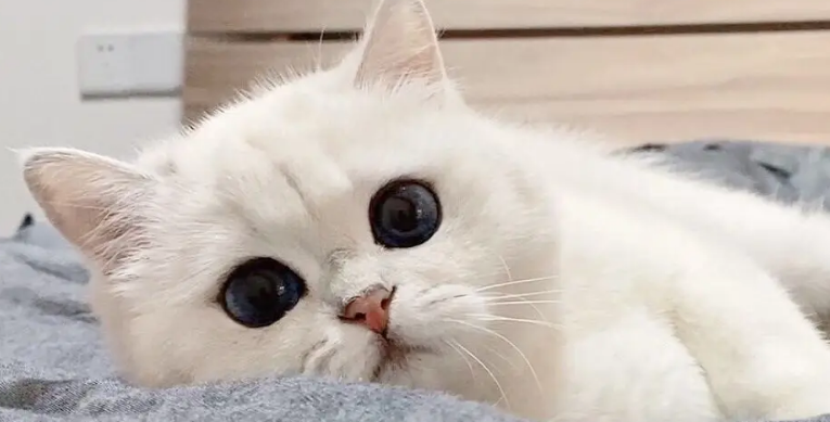 猫咪躺着的时候发抖 猫咪躺着的时候发抖