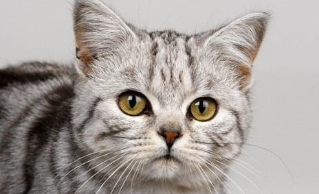 流浪猫的小猫可以带回家养吗