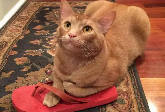 猫猫应激怎么处理 猫猫应激怎么处理