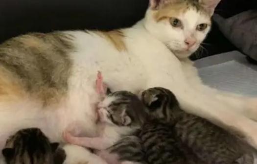 母猫已经见红为什么不生小猫 母猫已经见红为什么不生小猫