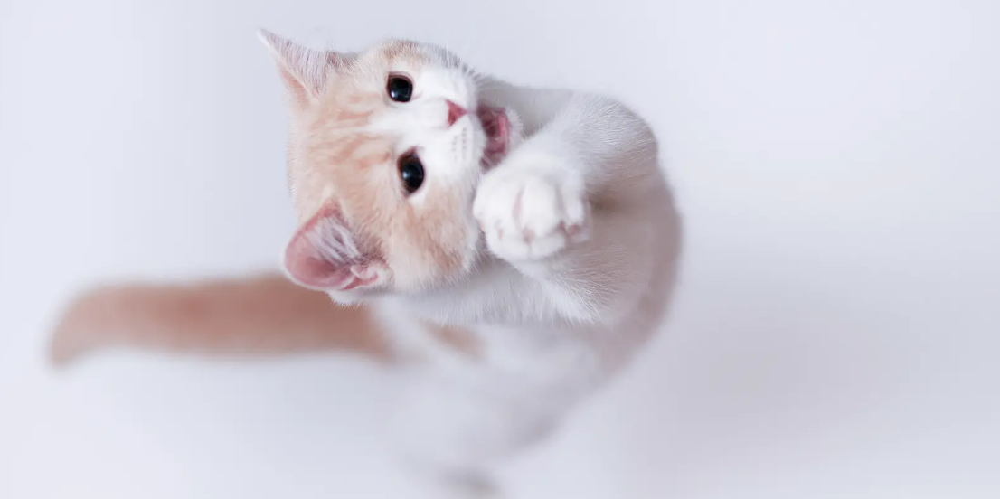 猫咪护食怎么纠正 猫咪护食怎么纠正