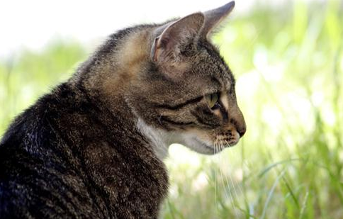 9个月的母猫会怀孕吗 9个月的母猫会怀孕吗