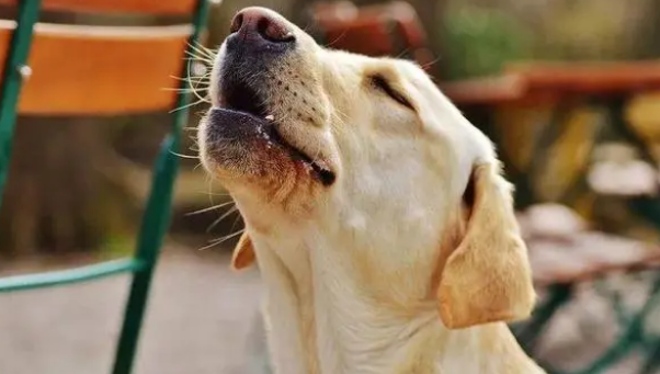 狗狗叫的很凄惨是怎么了回事