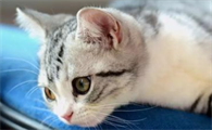 猫咪屁股后面白色条状物