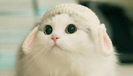 猫咪为什么会生耳螨