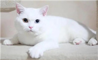 猫可以活到多少岁