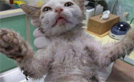 猫被粘鼠板粘住了怎么处理身上的胶