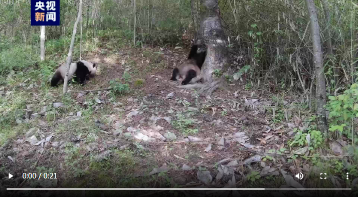 秦岭再现大熊猫“遛娃”,罕见高清画面来了 秦岭再现大熊猫“遛娃”,罕见高清画面来了