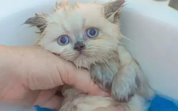 猫洗完澡后多久可以体外驱虫