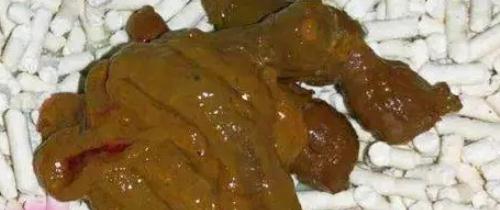 狗狗大便有鼻涕状的粘液吃什么药