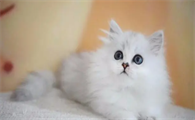 猫肚子一颤一颤的正常吗?