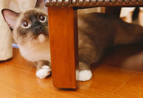 小猫吐了是什么原因怎么治疗