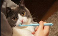 猫咪嘴巴臭是什么原因怎么解决