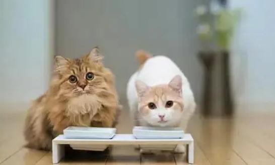 家里新来的猫怎么和原来的猫咪相处好 家里新来的猫怎么和原来的猫咪相处好
