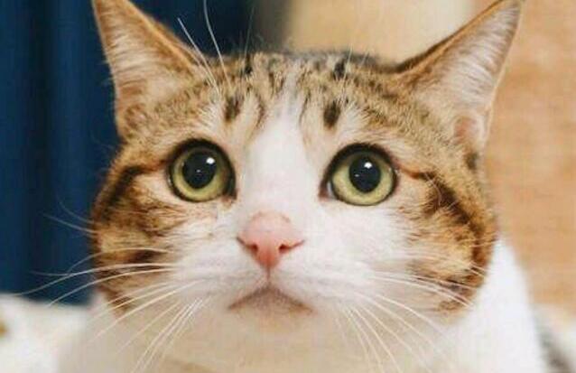 猫咪怀孕屁股流血了是什么原因 猫咪怀孕屁股流血了是什么原因