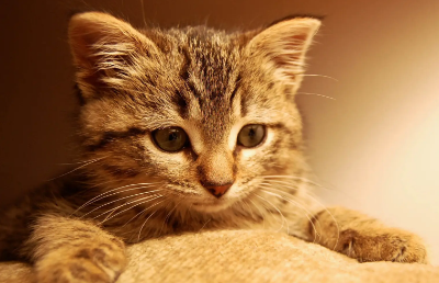 猫吐了没消化的猫粮怎么办