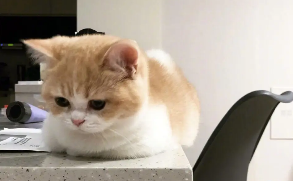 小猫多久打针驱虫比较好？打驱虫针要注意这些细节哦！
