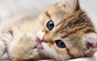 猫有泪痕怎么处理好 猫有泪痕怎么处理好